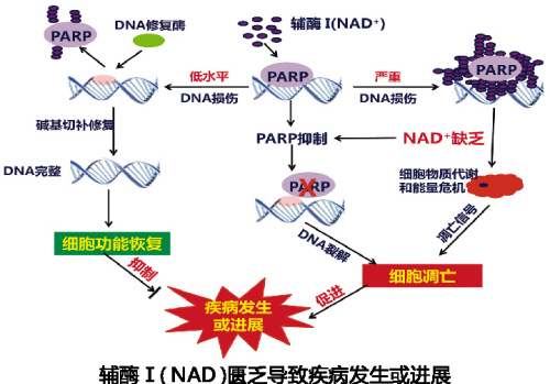 輔酶 I 開啟細胞損傷修復新篇章