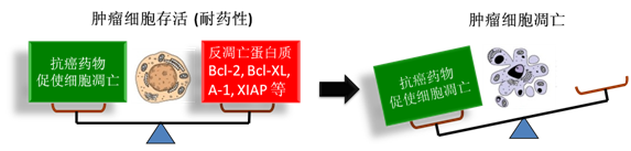 圖 1：腫瘤細胞通過反凋零蛋白產生耐藥性，對反凋零蛋白的抑制將改變平衡，消除腫瘤耐藥性。