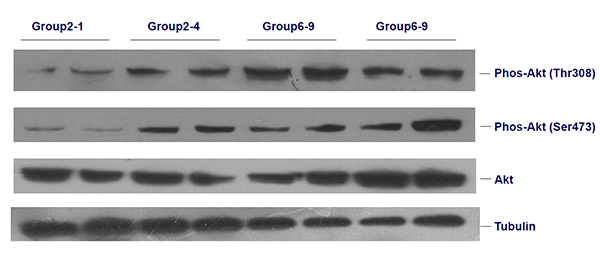 蛋白印跡(Western Blot)實(shí)驗(yàn)技術(shù)服務(wù)