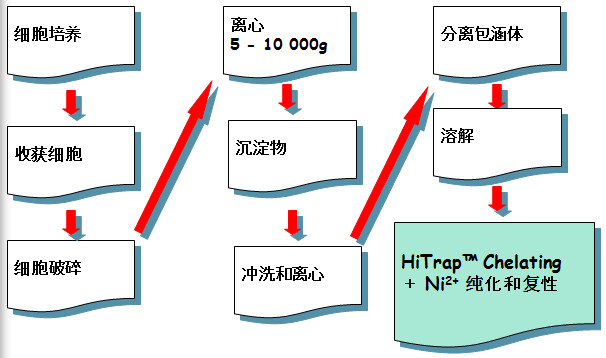包涵體蛋白純化和復性的基本步驟