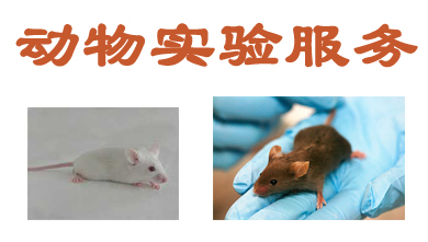 動物實驗服務 動物實驗服務