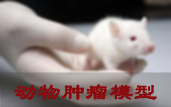 美迪西腫瘤模型建立服務