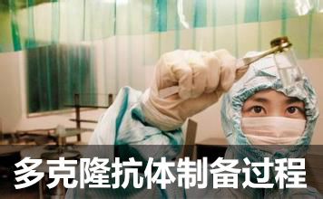 多克隆抗體制備流程