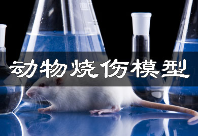 動(dòng)物燒傷模型
