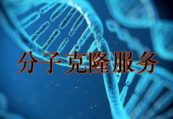 分子克隆技術(shù)服務(wù)
