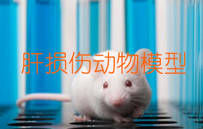 肝損傷動(dòng)物模型