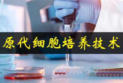 原代細(xì)胞培養(yǎng)技術(shù)