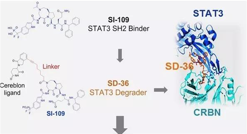 結構優化得到的SH2結合分子SI-109與CRBN結合,得到SD-36