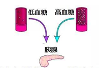 調(diào)節(jié)血糖穩(wěn)態(tài)，GK負(fù)重前行