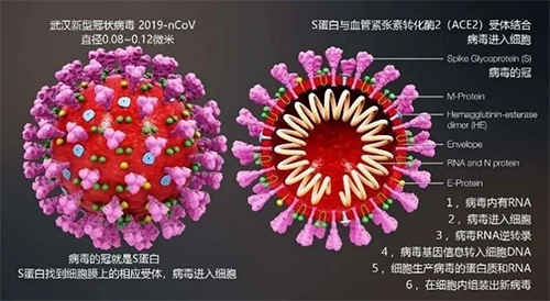 由這一病毒導(dǎo)致的疾病的正式名稱為COVID-19