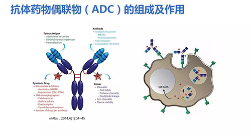 抗體藥物耦聯物(ADC)的組成及作用