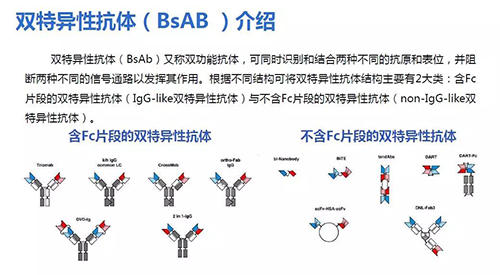 雙特異性抗體(BsAB)介紹