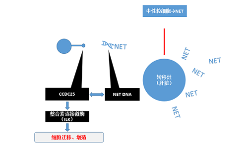 除了單純的捕獲，NET DNA與CCDC-25的結合還增強了癌細胞的侵襲行為，促進了癌癥的肝轉移。