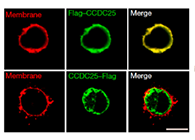 Nature:免疫細胞促進癌癥轉移？靶向CCDC-25或可抑制癌癥的肝轉移