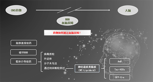 人工合成NT類脂質開放血腦屏障，為CNS藥物打開新局面