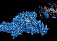 Science重磅！一種“分子剪刀”如何成為COVID-19藥物的重要靶標？