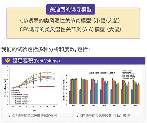 美迪西誘導的類風濕性關節炎模型