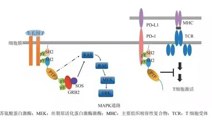 晚期惡性腫瘤患者的福音，SHP2變構(gòu)抑制劑RG001片獲批臨床.png