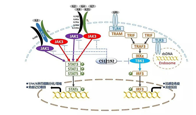 自身免疫疾病或迎新療法！美迪西助力微芯生物CS12192獲批FDA