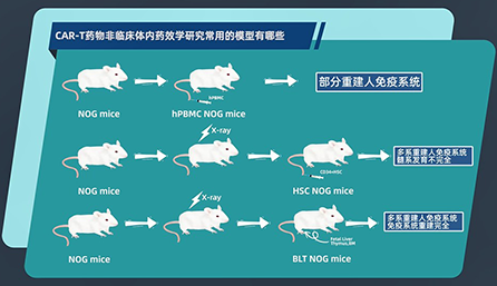 CAR-T 藥物非臨床體內(nèi)藥效學研究常用的模型有哪些