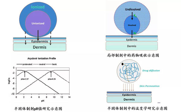 局部制劑中的藥物吸收和半固體制劑PH值研究示意圖.jpg
