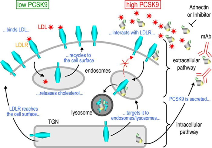 PCSK9-誘導-LDL-R-降解的細胞內外途徑的示意圖.png PCSK9-誘導-LDL-R-降解的細胞內外途徑的示意圖.png
