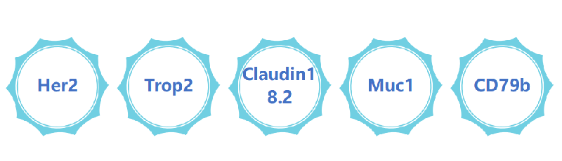 ADC藥物靶點(diǎn).png ADC藥物靶點(diǎn).png