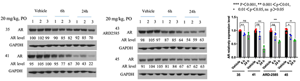 AR-降解劑對-VCaP-腫瘤中-AR-蛋白的藥效學(xué)-(PD)作用.png AR-降解劑對-VCaP-腫瘤中-AR-蛋白的藥效學(xué)-(PD)作用.png