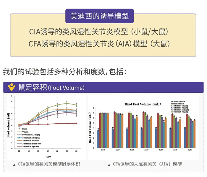 美迪西誘導的類風濕性關節炎模型-1.png 美迪西誘導的類風濕性關節炎模型-1.png