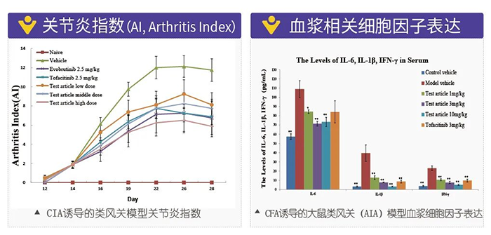 美迪西誘導的類風濕性關節炎模型-2.png 美迪西誘導的類風濕性關節炎模型-2.png