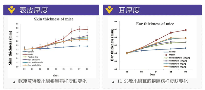 美迪西模擬銀屑病的建模模型-試驗結果的指標.png 美迪西模擬銀屑病的建模模型-試驗結果的指標.png