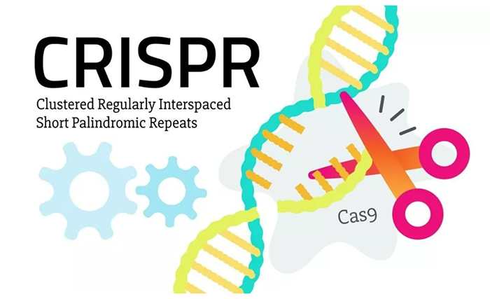 CRISPRCas9 系統(tǒng)高效可控的DNA剪切工具.png CRISPRCas9 系統(tǒng)高效可控的DNA剪切工具.png