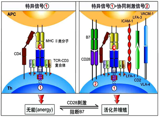 美迪西助力 | 國內CD19×CD3×CD28三特異性抗體獲FDA默示許可