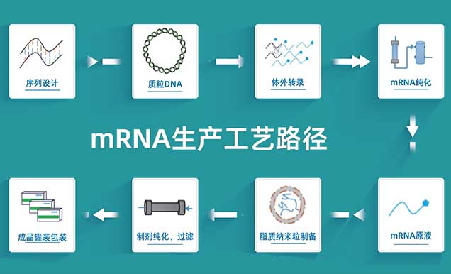 mRNA疫苗的生產(chǎn)工藝路徑.jpg