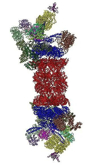 26S蛋白酶體結(jié)構(gòu)(來源:Wikipedia).jpg 26S蛋白酶體結(jié)構(gòu)(來源:Wikipedia).jpg