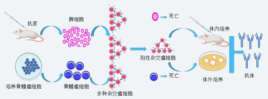 美迪西抗體開發技術