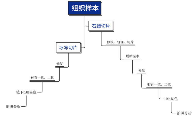 免疫組化技術平臺主要步驟.jpg