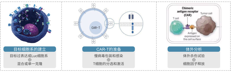 CAR-T的制備與評價.jpg