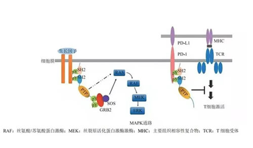美迪西助力凌達生物SHP2變構抑制劑RG001片獲批臨床.jpg