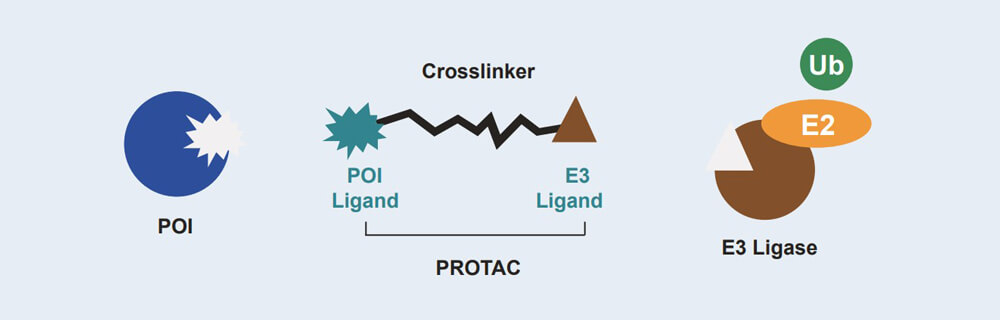 美迪西 PROTAC 藥物發現技術服務平臺