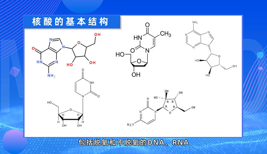 核酸藥物的基本結(jié)構(gòu)是什么
