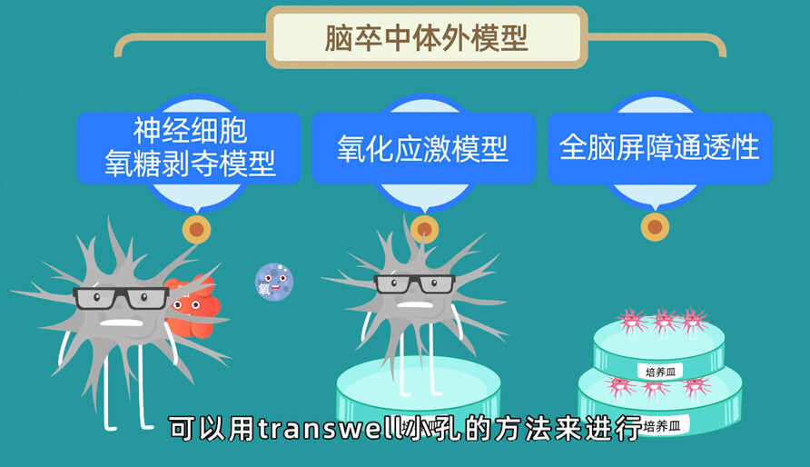 袁云云博士—缺血性腦卒中體內的腦缺血模型研究模型 (2).jpg
