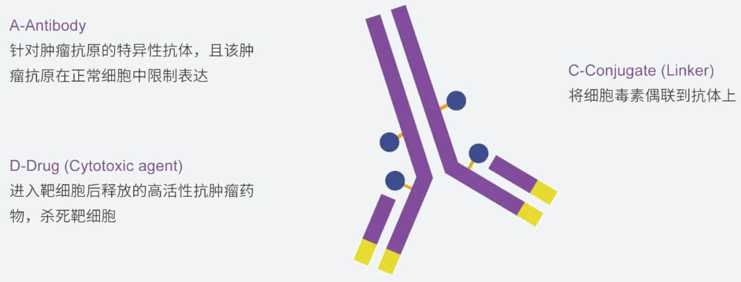 美迪西抗體藥物偶聯物（ADC）研發服務平臺.jpg