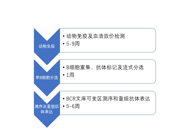 單B細胞抗體制備流程.png 單B細胞抗體制備流程.png