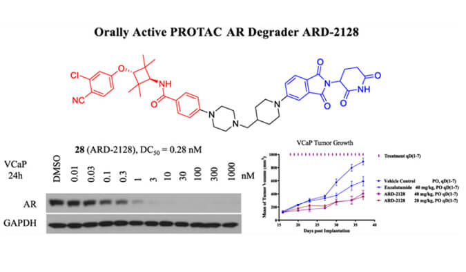 ARD-2128是一種PROTAC AR降解劑，具有出色的血漿和微粒體穩定性，體外穩定性和PK研究通過美迪西進行