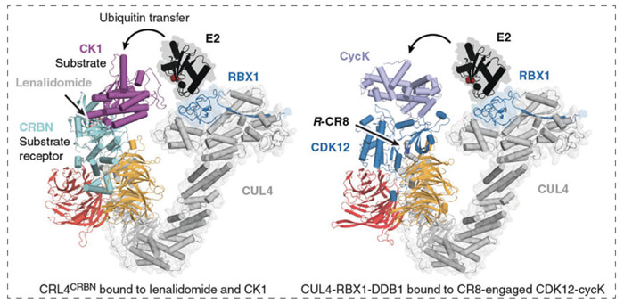 7-RBX1--CUL4-DDB1-(CRL4)-與R-CR8-CDK12-cycK復合物相結合.jpg