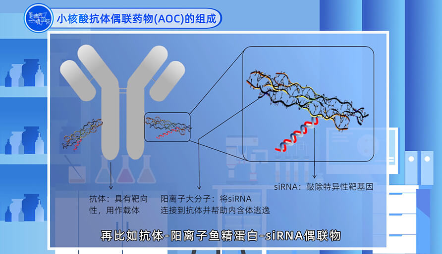 小核酸抗體偶聯(lián)藥物（AOC）的組成