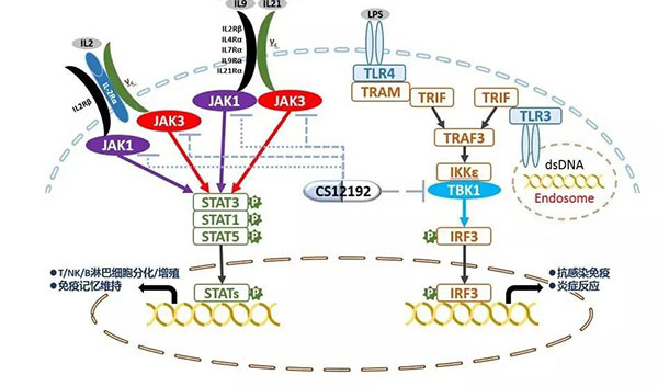 自身免疫疾病或迎新療法！美迪西助力微芯生物CS12192獲批FDA.jpg