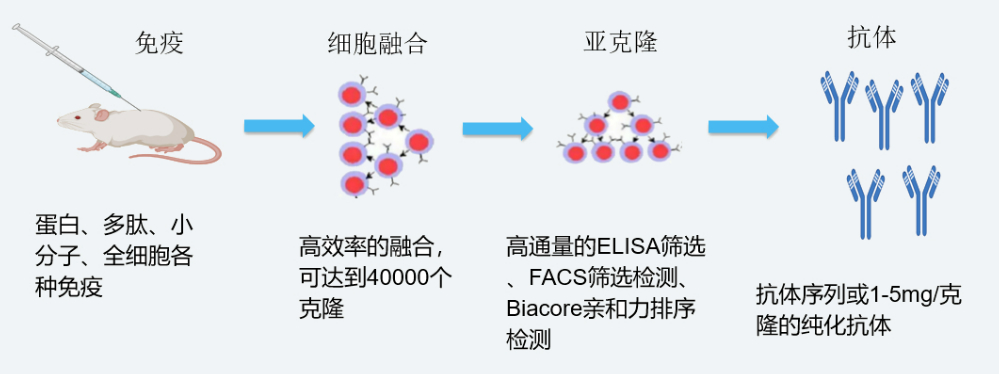 美迪西雜交瘤技術平臺開發流程