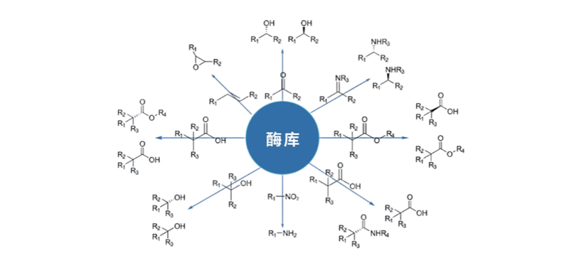 酶庫.jpg 酶庫.jpg